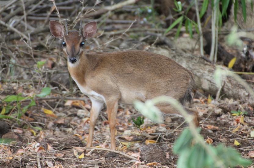 Suni, Neotragus moschatus - Zanzibar