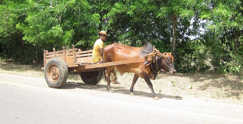 Ochsenkarren auf Zanzibar - Sansibar