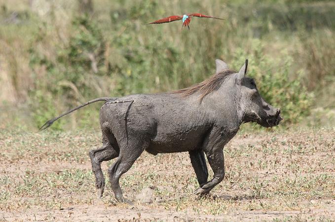 Warzenschwein, Selous