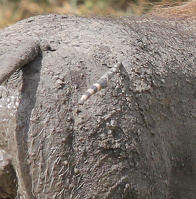 Warzenschwein, Selous
