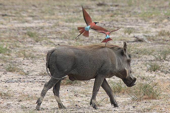 Warzenschwein, Selous