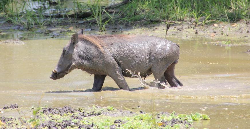 Warzenschwein, Selous