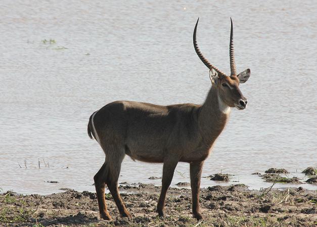Wasserbock, Selous