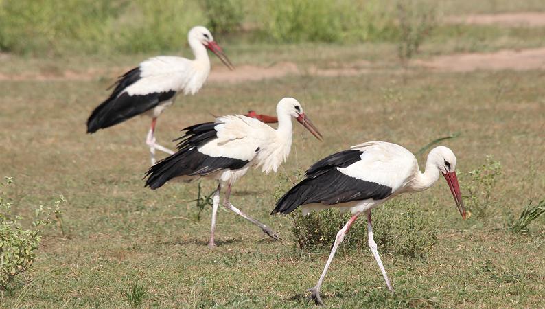Weissstorch im Selous