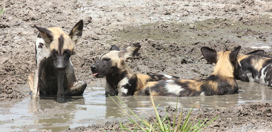 Wildhunde im Selous