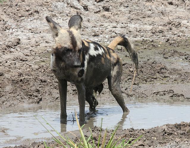 Wildhunde im Selous