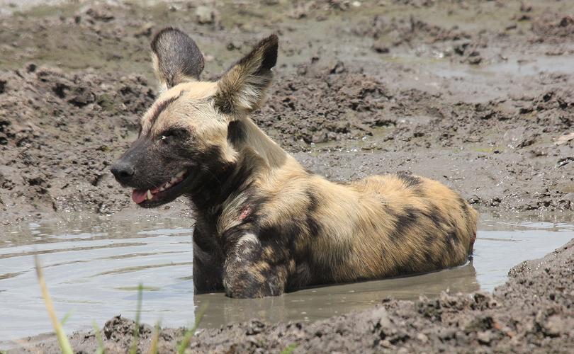 Wildhunde im Selous