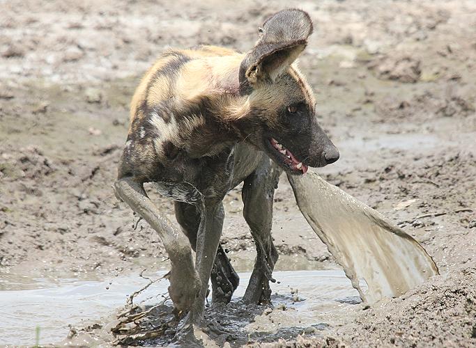 Wildhunde im Selous