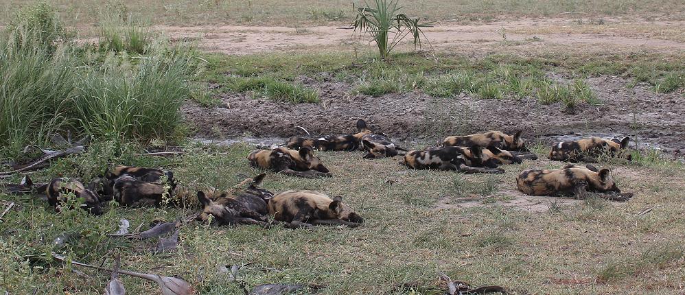 Wildhunde im Selous