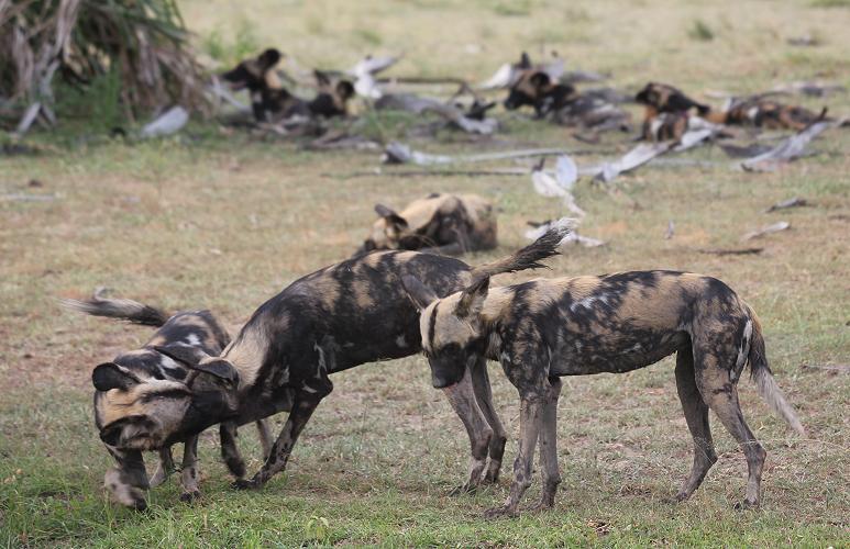 Wild Dogs, Selous