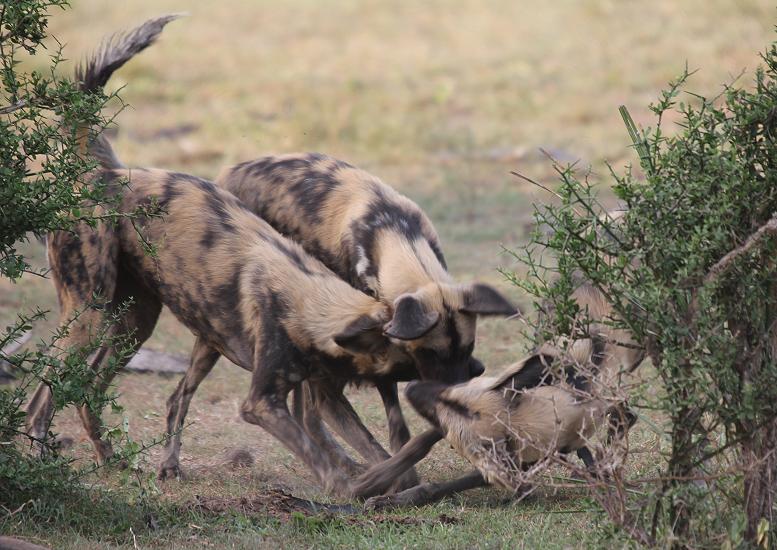 Wild Dogs, Selous