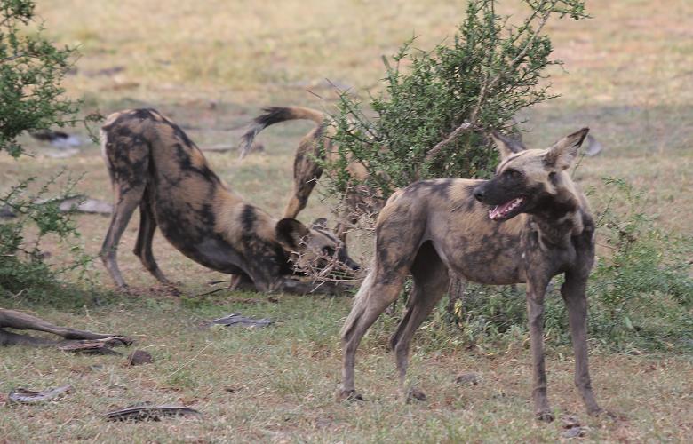 Wild Dogs, Selous