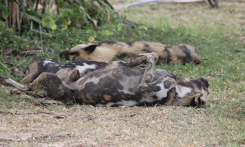 Wild Dogs, Selous