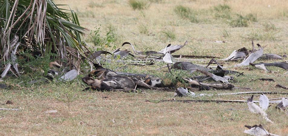 Wildhunde im Selous