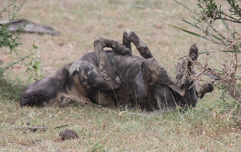 Wild Dogs, Selous