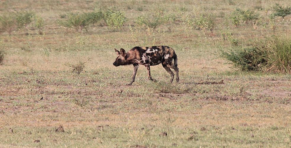 Wildhunde im Selous