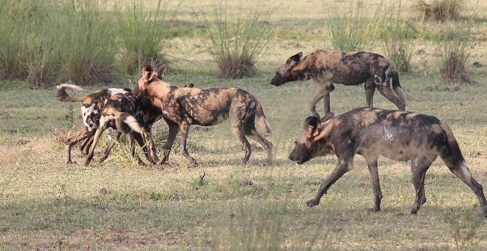 Wildhunde im Selous