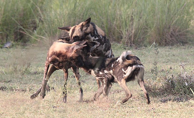 Wildhunde im Selous