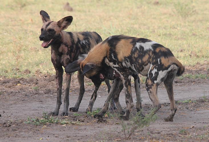 Wildhunde im Selous