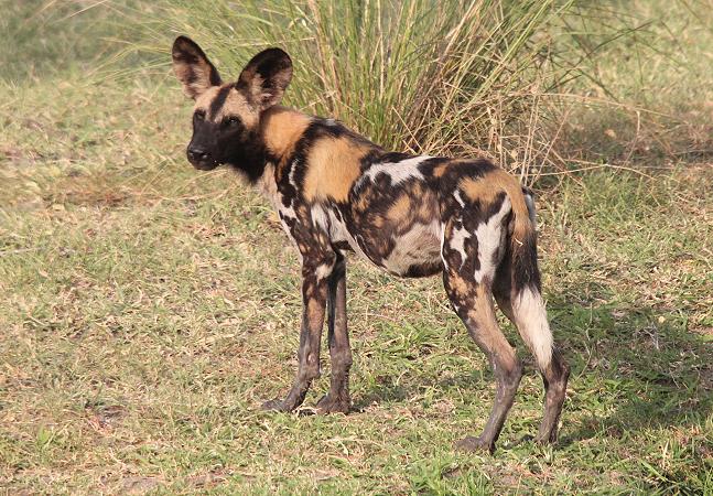 Wildhunde im Selous