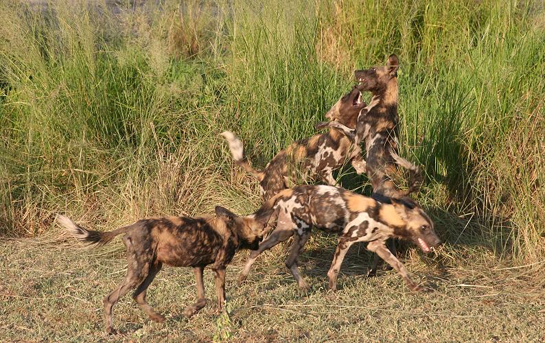 Wildhunde, Selous