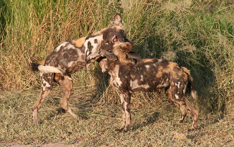 Wildhunde, Selous