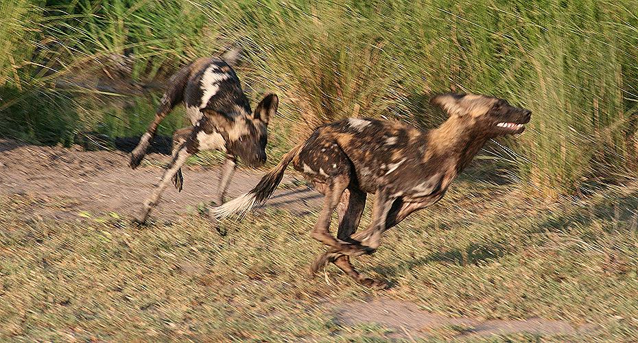Wildhunde, Selous