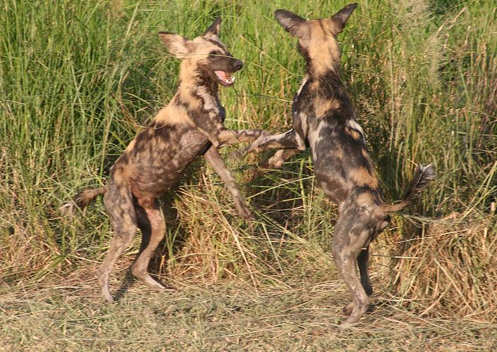 Wildhunde, Selous