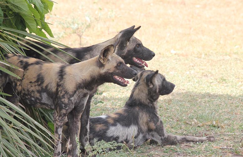 Wildhunde im Selous