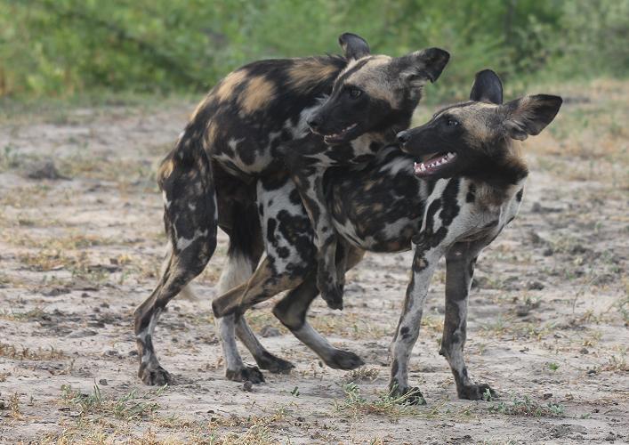 Wildhunde, Selous