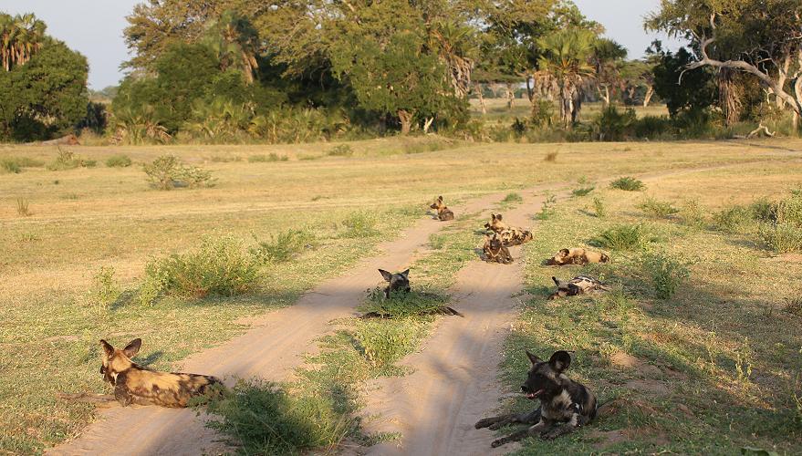 Wildhunde, Selous