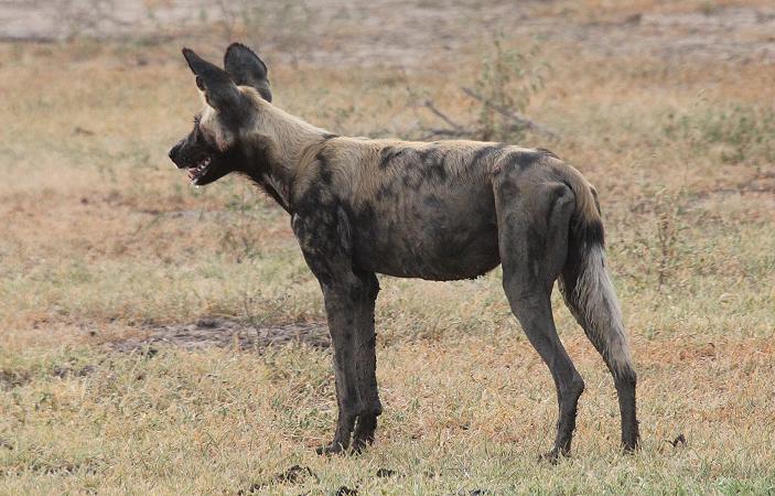 Wildhund im Selous