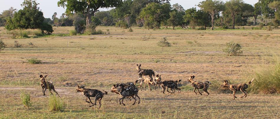 Wildhunde, Selous