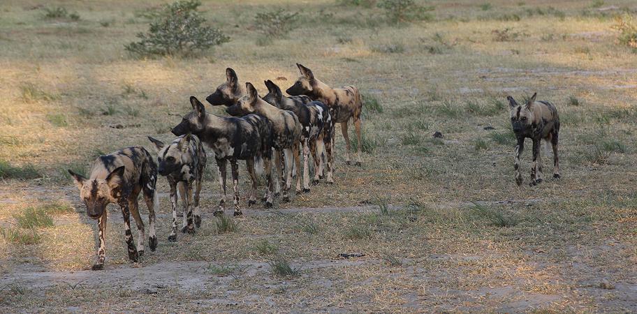 Wild Dog Safari