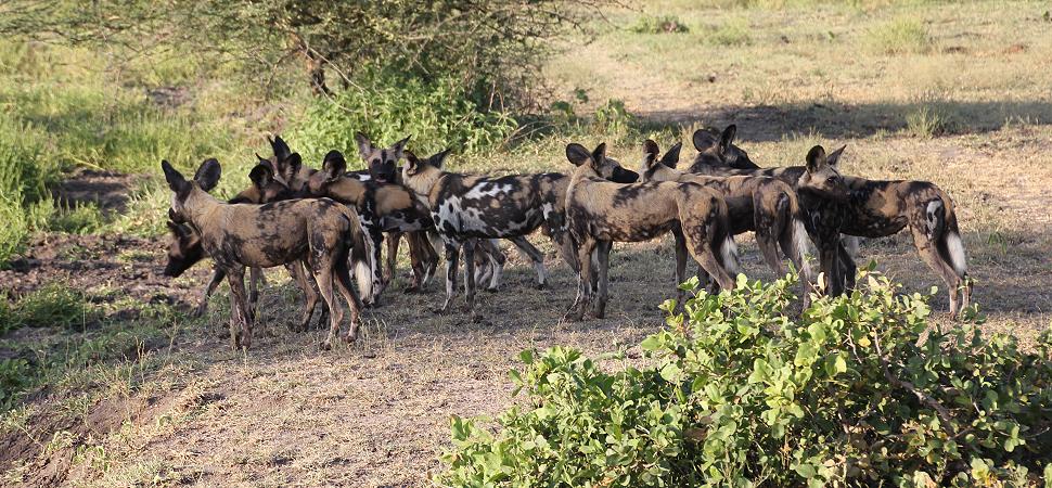 Wild Dog Safari