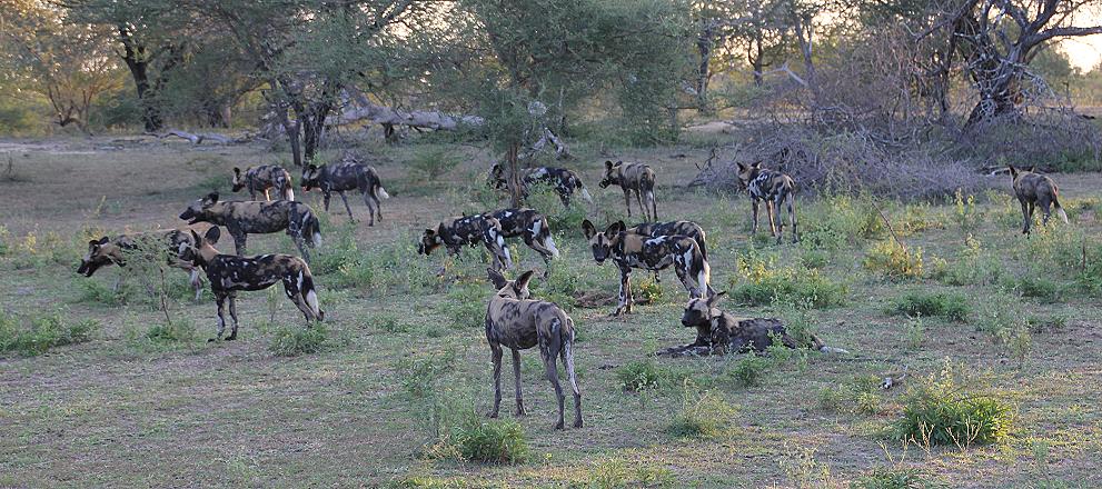 Wild Dog Safari