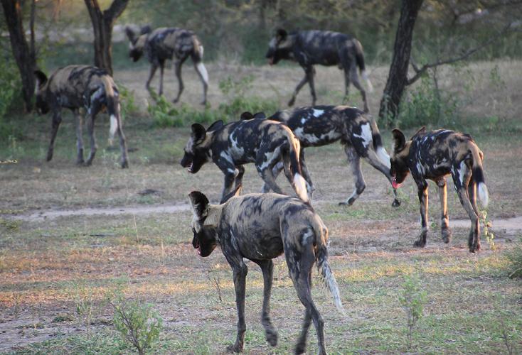 Wild Dog Safari