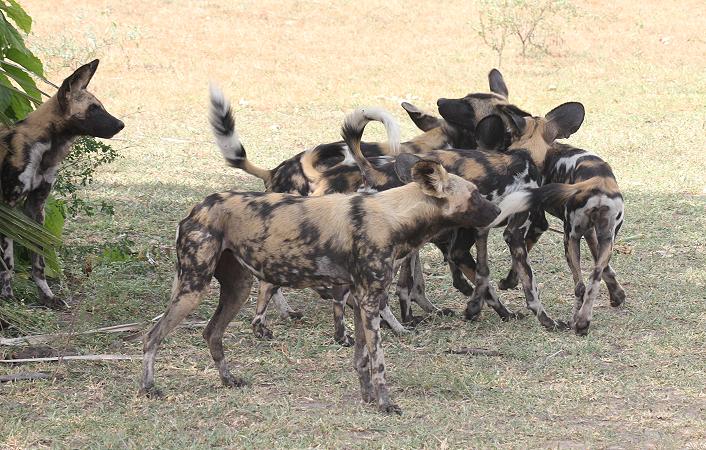 Wildhunde im Selous