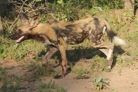 Wildhunde im Selous