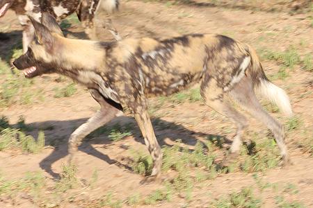 Wildhunde im Selous