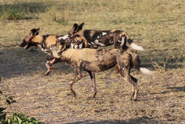 Wildhunde im Selous