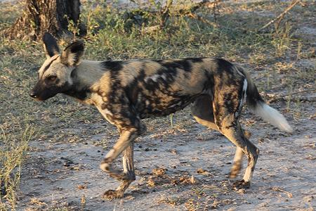 Wildhunde im Selous