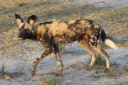 Wildhunde im Selous