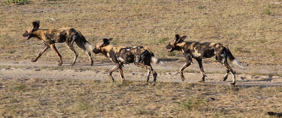 Wildhunde im Selous