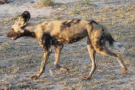Wildhunde im Selous