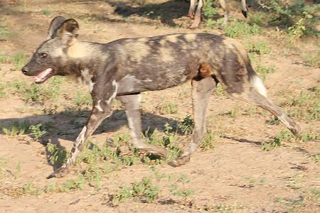 Wildhunde im Selous