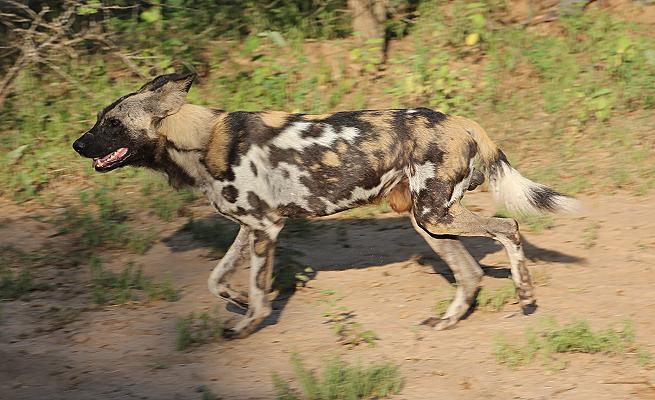 Wildhunde im Selous