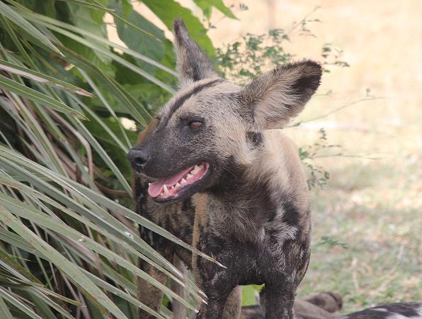 Wildhunde im Selous