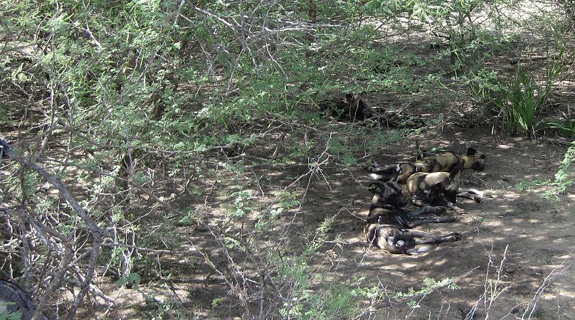 Wildhunde im Selous