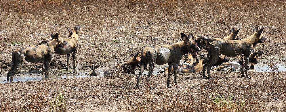 Wildhunde im Selous